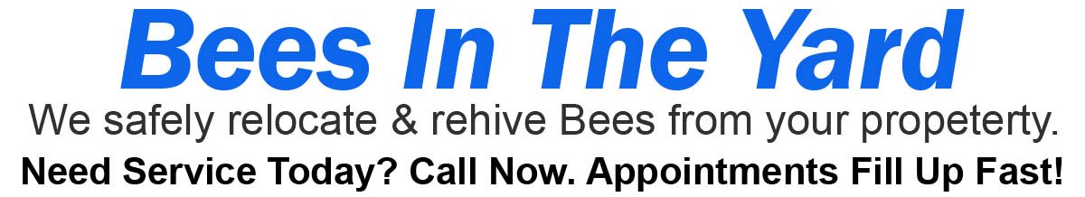 Teddys Bee Removal company logo with text that says, Live Bee Removal. Bees in your Yard? Need service today? Call now. Appointments fill up fast